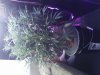 IMG_20160723_213313.jpg