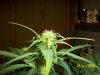 day27f.JPG