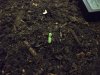 sprout.JPG