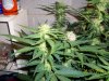 day33f.JPG