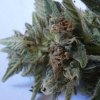 Bud Rot 2.JPG