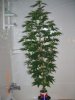 PJEM2_6-1-12 1.JPG