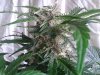 Mossys seeds 004.jpg