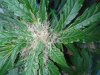 Mossys seeds 008.jpg