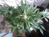 Mossys seeds 016.jpg