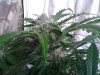 Mossys seeds 020.jpg