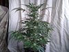 Mossys seeds 022.jpg