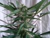 Mossys seeds 023.jpg