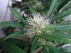 Mossys seeds 032.jpg