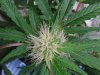 Mossys seeds 034.jpg