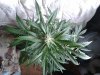 Mossys seeds 038.jpg