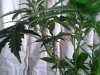 Mossys seeds 044.jpg