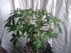 Mossys seeds 046.jpg