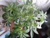 Mossys seeds 052.jpg