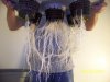Next Grow J 002.jpg Next Grow J 002.jpg