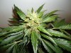 green 025.jpg