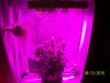 day39f.JPG