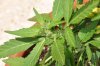 IMG-20160821-WA0002.jpg