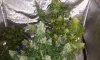 IMG_20160803_193455.jpg