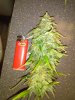 IMG_20160822_185414.jpg