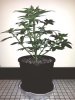 day_21_ww_xxl_1.jpg