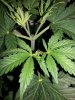 day_21_ww_xxl_2.jpg