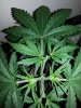 day_21_bubblegum_2.jpg