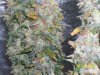 day59f.JPG