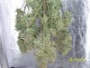 harvest1.JPG