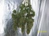 harvest2.JPG