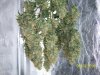 harvest3.JPG