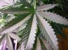 100_4052.jpg