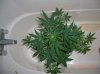 NEW DRAGON_6-11-12 1 DAY 38.JPG