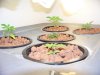 Next Grow F 005.jpg