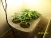 Next Grow I 007.jpg