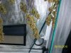 harvest7.JPG