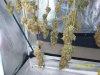 harvest8.JPG
