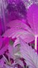 IMG_20160907_215125.jpg