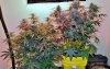 DSC_2069.JPG