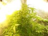 Next Grow M 012.jpg