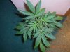 PAKxSOUR60-1_6-16-12 1 DAY 31.JPG