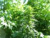 100_5143.jpg