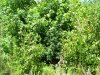 100_5151.jpg