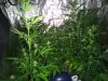 DSC00308.jpg