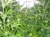 DSC00313.jpg