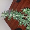 20160927_105619.jpg