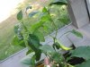 peppers 003.JPG