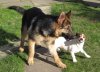 dogs1.jpg