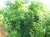 100_5175.jpg