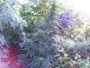 100_5183.jpg